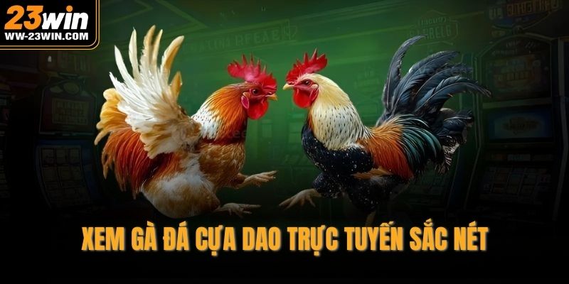 Xem gà đá cựa dao trực tuyến sắc nét